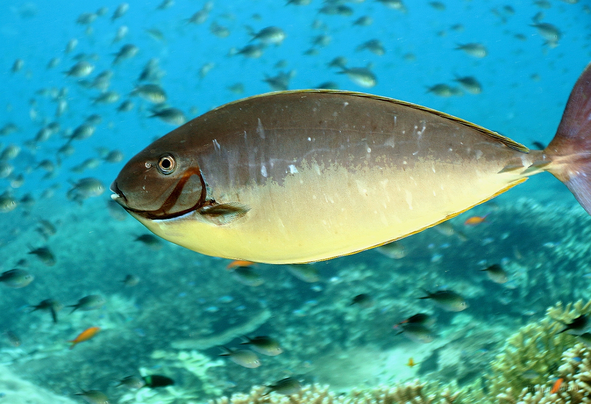 Sipadan_2015_Nason a langue noire_Naso Hexacanthus_IMG_2098_rc.jpg